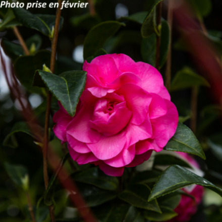Camellia hybride 'Debbie®' - Camélia