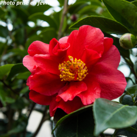Camellia japonica 'Bob Hope®' - Camélia
