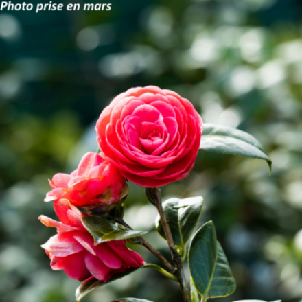 Camellia japonica 'Broggi®' - Camélia