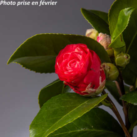 Camellia japonica 'Comtesse Lavinia Maggi®' - Camélia