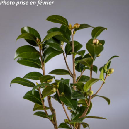 Camellia japonica 'Coquetti®' - Camélia