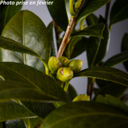 Camellia japonica 'Dahlonega®' - Camélia