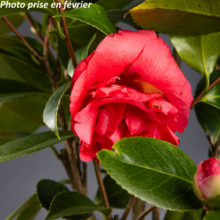 Camellia japonica 'Daikagura®' - Camélia