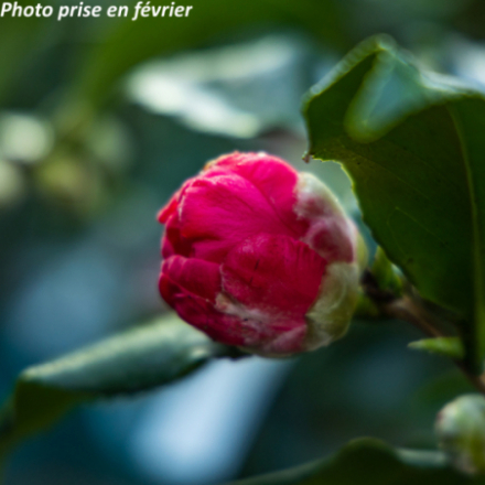 Camellia japonica 'Docteur King®' - Camélia