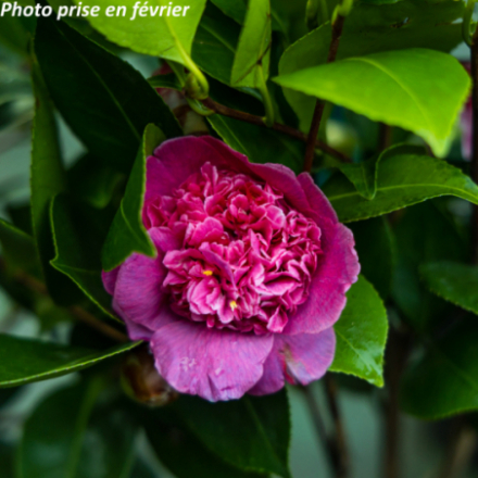 Camellia japonica 'Dona Herzilia De FreitaMagalhaes' - Camélia