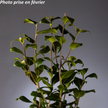 Camellia japonica 'Jurys Yellow®' - Camélia
