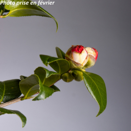 Camellia japonica 'Kramers Suprême®' - Camélia