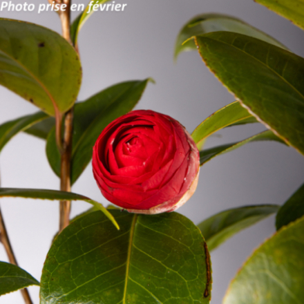 Camellia japonica 'Margherita Coleoni®' - Camélia