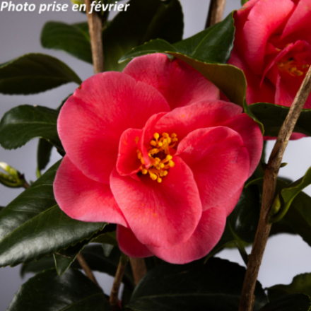 Camellia japonica 'Mary Williams' - Camellia Du Japon