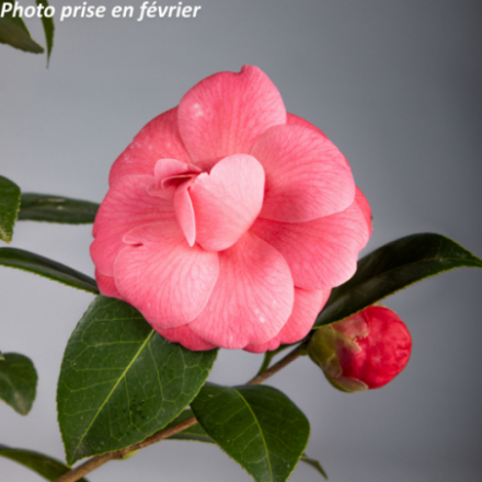Camellia japonica 'Mrs Tingley®' - Camélia
