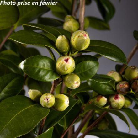 Camellia japonica 'Nuccios Jewel®' - Camélia