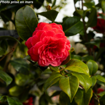 Camellia japonica 'Princesse Bacciochi®' - Camélia