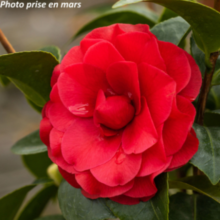Camellia japonica 'Roger Hall®' - Camélia