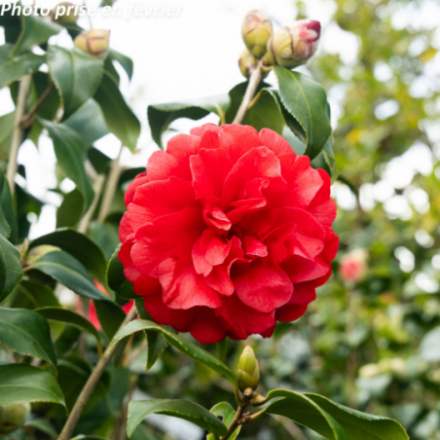 Camellia japonica 'Satsuma Kurenai®' - Camélia