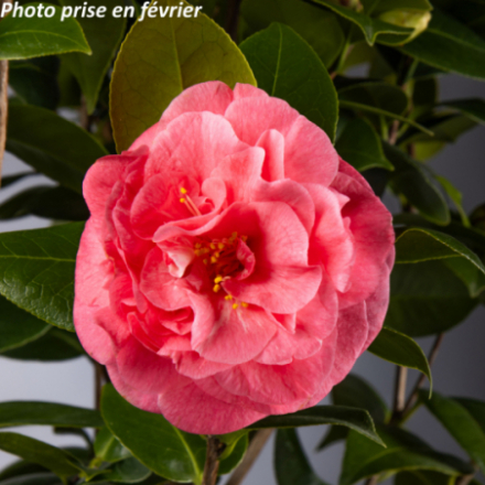 Camellia japonica 'Scentsation®' - Camélia