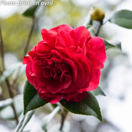 Camellia japonica 'Souvenir De Hubert Thoby®' - Camélia
