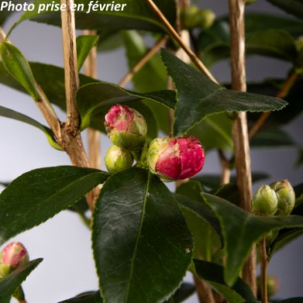Camellia japonica 'Spring Festival®' - Camélia