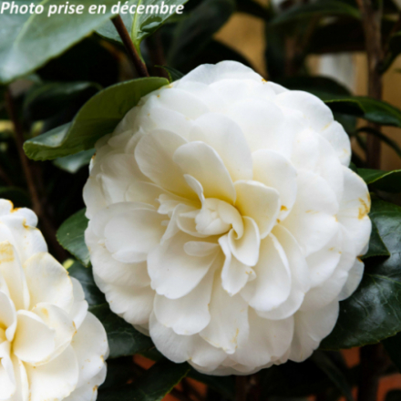Camellia japonica 'Supresa De Jose Marques Louliero' - Camélia