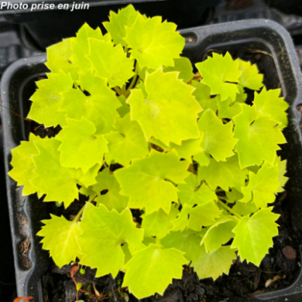 Campanula garganica 'Dicksons Gold'