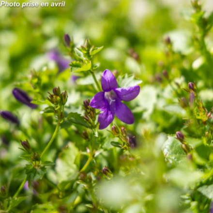 Campanula portenschlagiana 'Catharina'