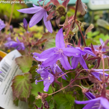 Campanula poscharskyana