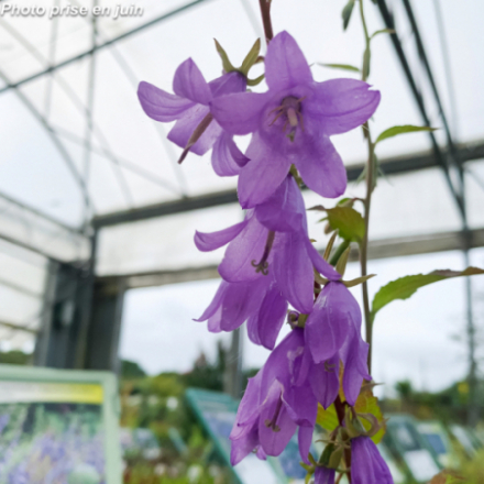 Campanula rapunculoides