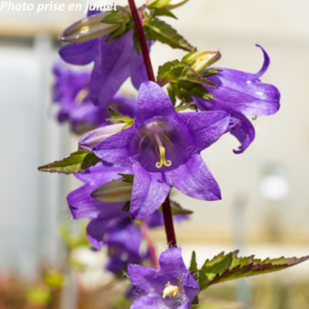 Campanula trachelium
