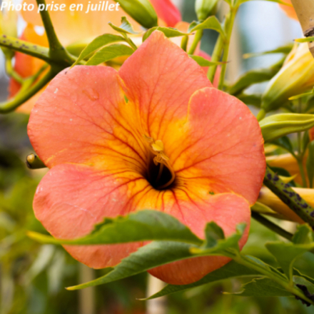 Campsis grandiflora - Bignone