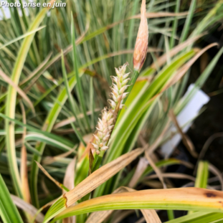 Carex morrowii 'Ice Dance'