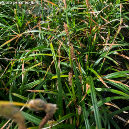 Carex morrowii 'Irish Green'