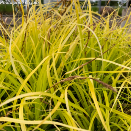 Carex oshimensis Everillo
