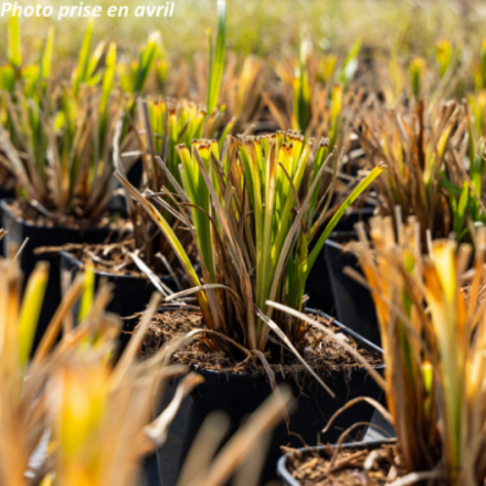 Carex pendula