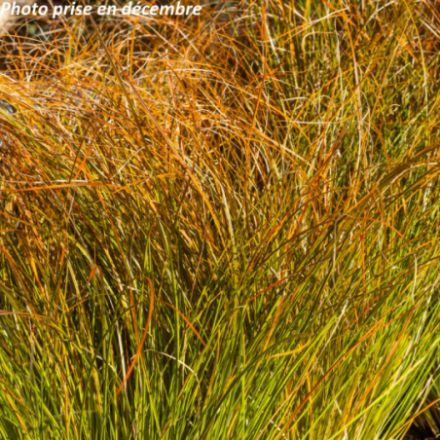 Carex testacea 'Prairie Fire'
