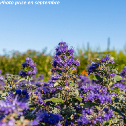 Caryopteris x clandonensis Grand bleu® 'Inoveris'