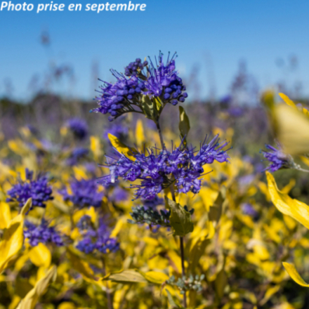 Caryopteris x clandonensis 'Worcester Gold'