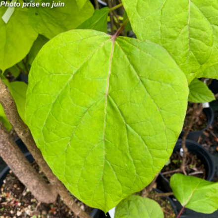Catalpa bignonioides