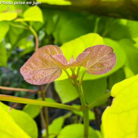 Catalpa bignonioides 'Aurea'