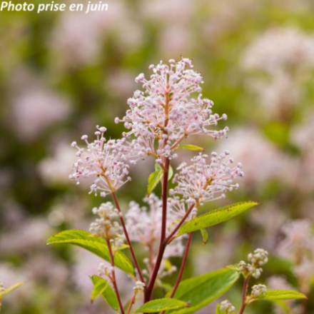 Ceanothus pallidus 'Marie Simon'