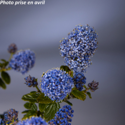 Ceanothus thyrsiflorus 'Repens'