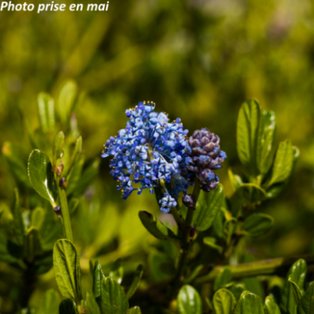 Ceanothus thyrsiflorus 'Skylark'