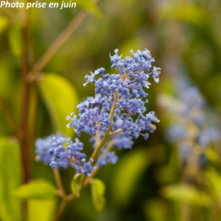Ceanothus x delilianus 'Gloire de Versailles'
