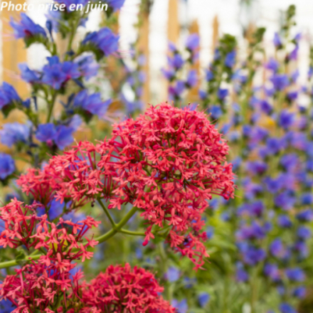 Centranthus ruber 'Coccineus'
