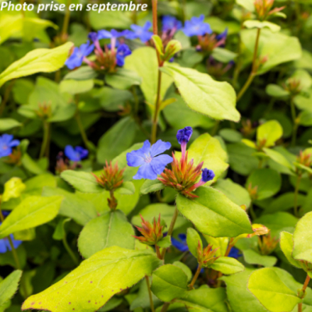 Ceratostigma plumbaginoïdes