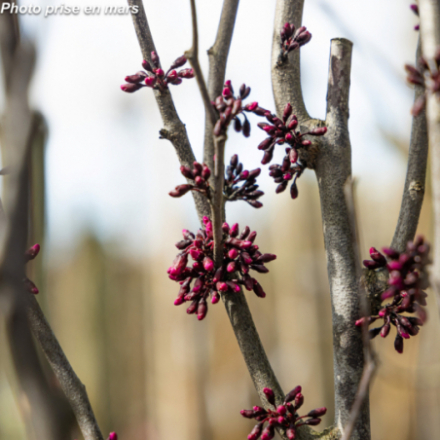 Cercis canadensis 'Forest Pansy'