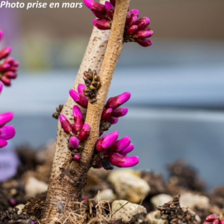 Cercis chinensis 'Avondale' - Gainier de Chine
