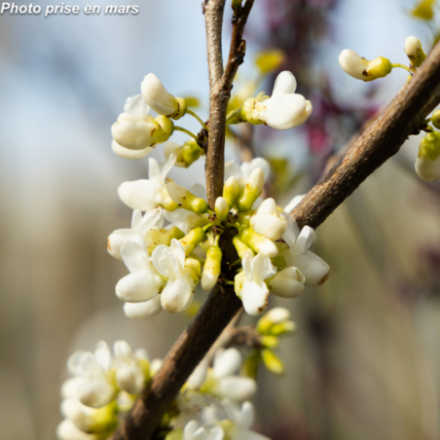 Cercis chinensis 'Shirobana'