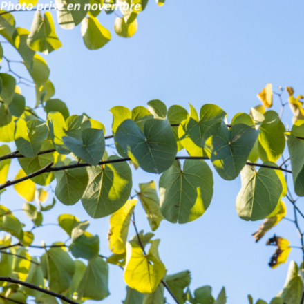 Cercis siliquastrum