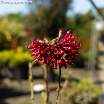 Cestrum x 'Scarlet Cluster'