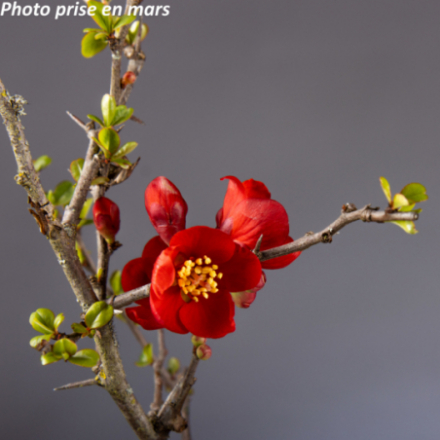 Chaenomeles speciosa 'Falconnet Charlet'