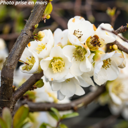 Chaenomeles speciosa 'Kinshiden'